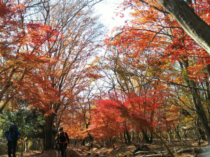 大倉尾根　紅葉
