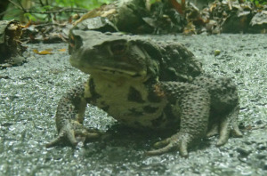 ヒキガエル