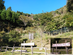 川高初雁の森