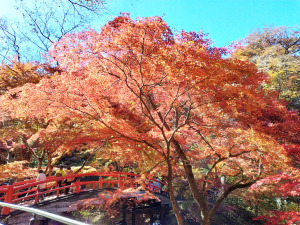 河鹿橋の紅葉