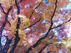 上ノ山公園の紅葉