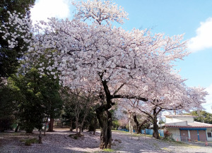 三芳野神社の桜