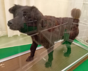 北大植物園・樺太犬タロ