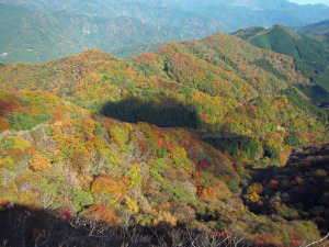 紅葉