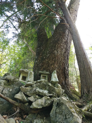 大木の根元の祠