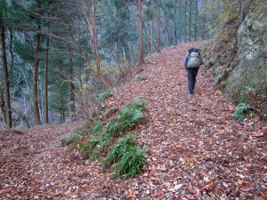 馬立沢林道の分岐