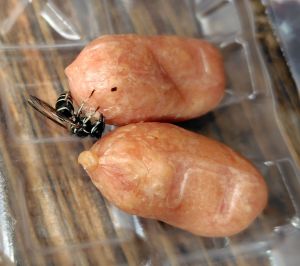 ソーセージ団子を作るハチ ソーセージ団子を作るハチ